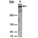 AKAP12 antibody from Signalway Antibody (22020) - Antibodies.com