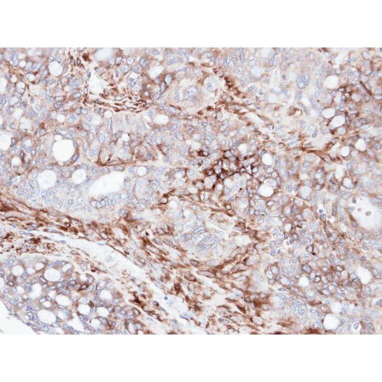 Immunohistochemistry - AKAP12 antibody from Signalway Antibody (22020) - Antibodies.com