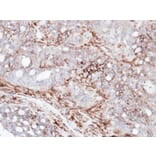 Immunohistochemistry - AKAP12 antibody from Signalway Antibody (22020) - Antibodies.com