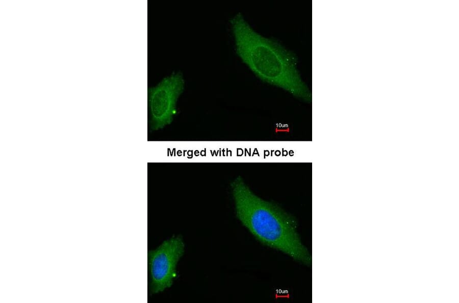 Immunofluorescence - AKAP12 antibody from Signalway Antibody (22020) - Antibodies.com