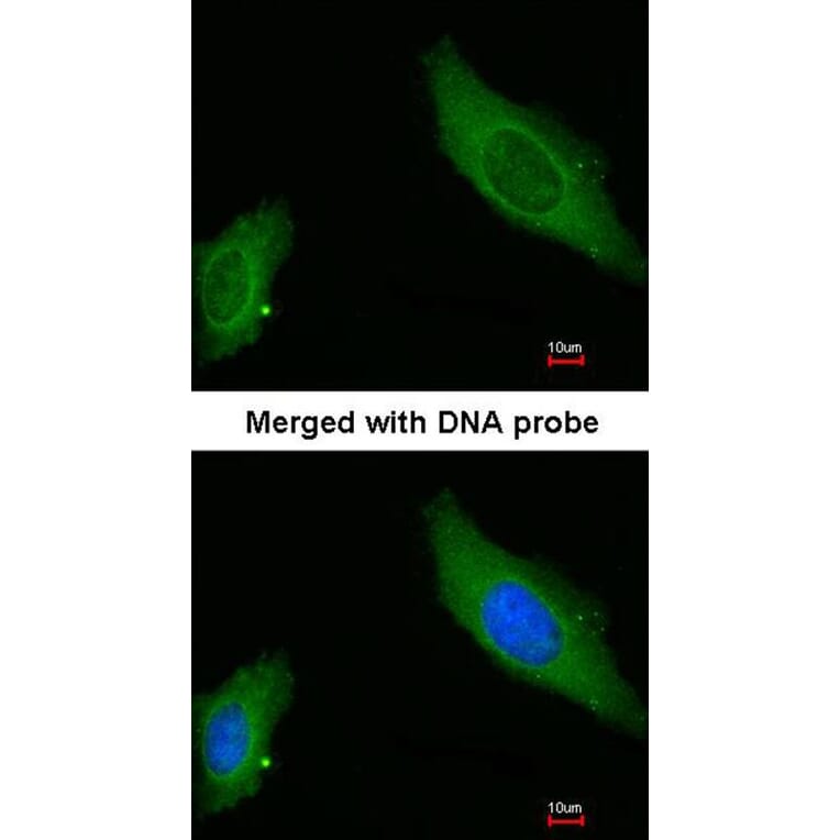 Immunofluorescence - AKAP12 antibody from Signalway Antibody (22020) - Antibodies.com