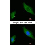 Immunofluorescence - AKAP12 antibody from Signalway Antibody (22020) - Antibodies.com