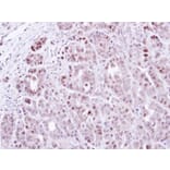 Immunohistochemistry - TSPYL1 antibody from Signalway Antibody (22025) - Antibodies.com
