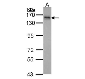 INPP5F antibody from Signalway Antibody (22043) - Antibodies.com