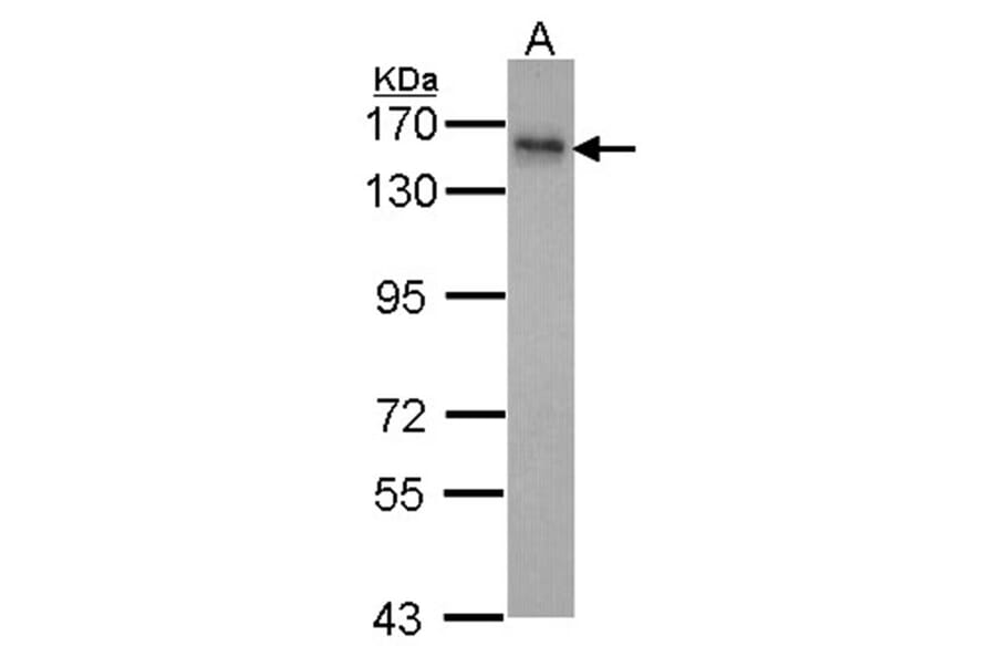 INPP5F antibody from Signalway Antibody (22043) - Antibodies.com