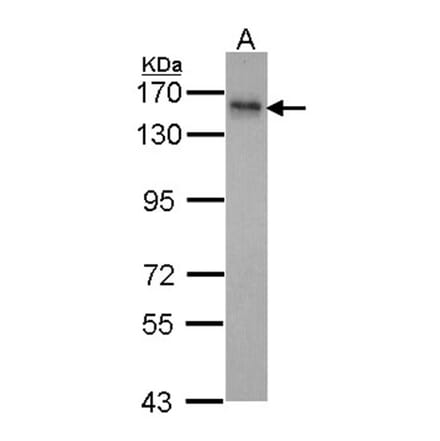 INPP5F antibody from Signalway Antibody (22043) - Antibodies.com