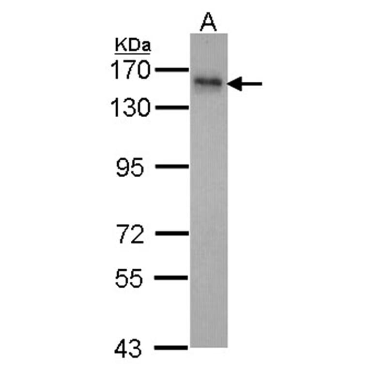 INPP5F antibody from Signalway Antibody (22043) - Antibodies.com