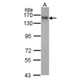 INPP5F antibody from Signalway Antibody (22043) - Antibodies.com
