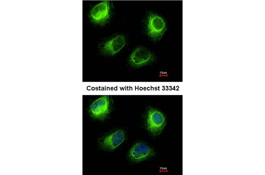 Immunofluorescence - INPP5F antibody from Signalway Antibody (22043) - Antibodies.com