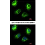Immunofluorescence - INPP5F antibody from Signalway Antibody (22043) - Antibodies.com