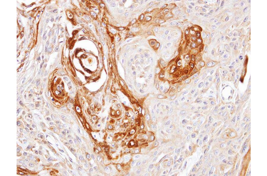 Immunohistochemistry - DNAJC7 antibody from Signalway Antibody (22078) - Antibodies.com