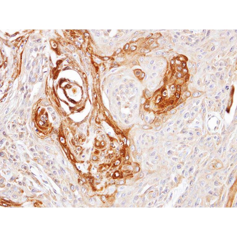 Immunohistochemistry - DNAJC7 antibody from Signalway Antibody (22078) - Antibodies.com