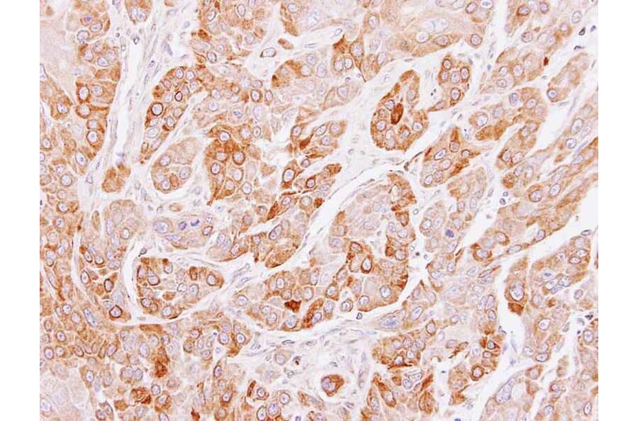 Immunohistochemistry - Peflin antibody from Signalway Antibody (22097) - Antibodies.com