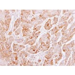 Immunohistochemistry - Peflin antibody from Signalway Antibody (22097) - Antibodies.com
