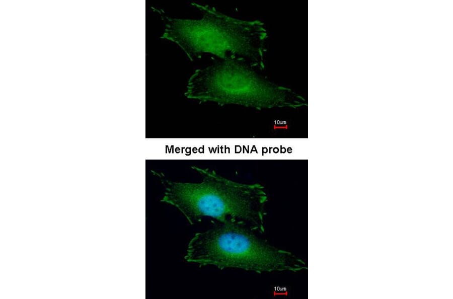 Immunofluorescence - Peflin antibody from Signalway Antibody (22097) - Antibodies.com