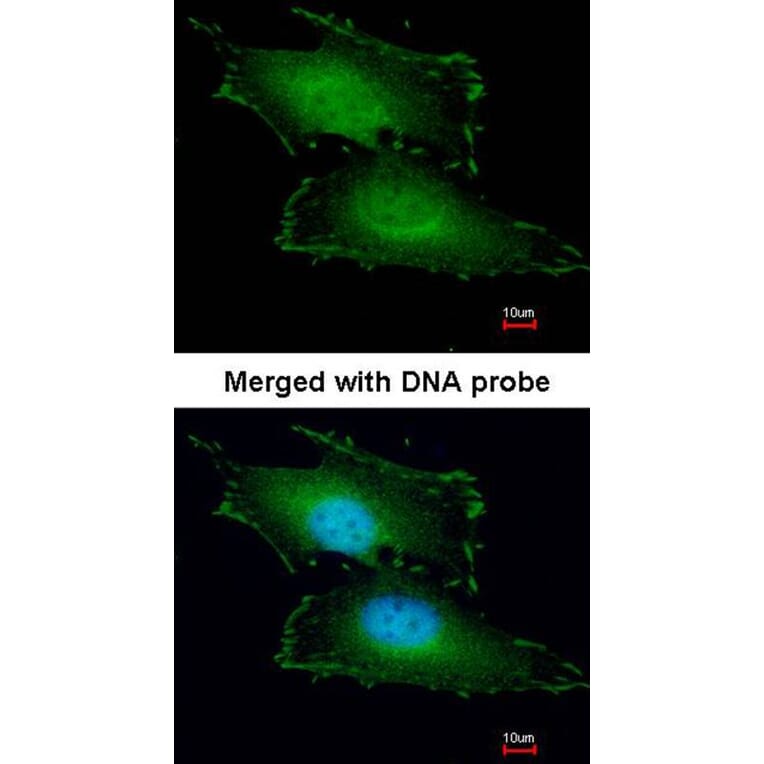 Immunofluorescence - Peflin antibody from Signalway Antibody (22097) - Antibodies.com