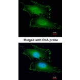 Immunofluorescence - Peflin antibody from Signalway Antibody (22097) - Antibodies.com