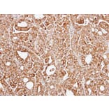 Immunohistochemistry - RPL13A antibody from Signalway Antibody (22135) - Antibodies.com
