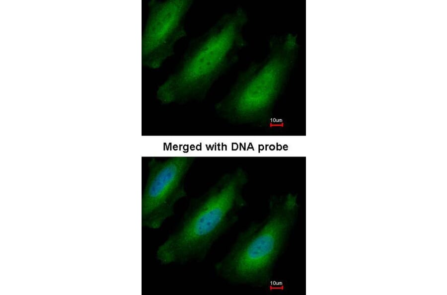 Immunofluorescence - RPL13A antibody from Signalway Antibody (22135) - Antibodies.com