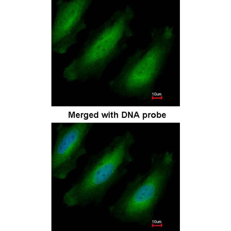 Immunofluorescence - RPL13A antibody from Signalway Antibody (22135) - Antibodies.com