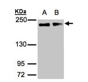 GOLGA3 antibody from Signalway Antibody (22143) - Antibodies.com