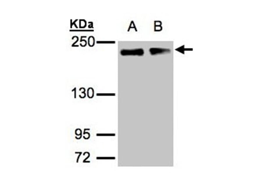 GOLGA3 antibody from Signalway Antibody (22143) - Antibodies.com