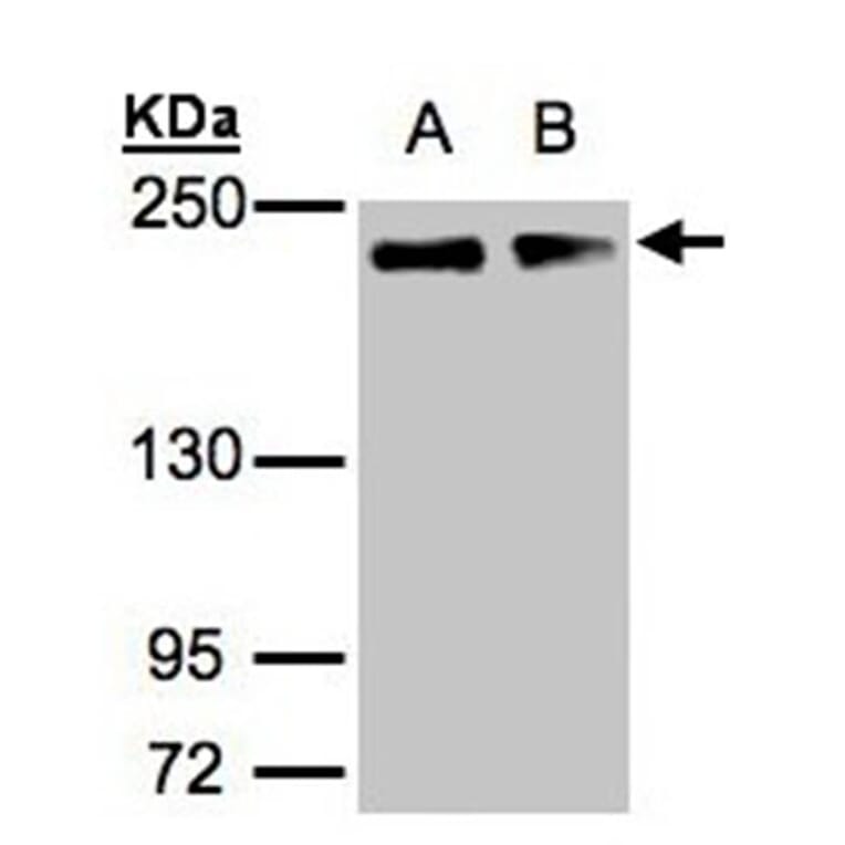 GOLGA3 antibody from Signalway Antibody (22143) - Antibodies.com