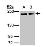 GOLGA3 antibody from Signalway Antibody (22143) - Antibodies.com