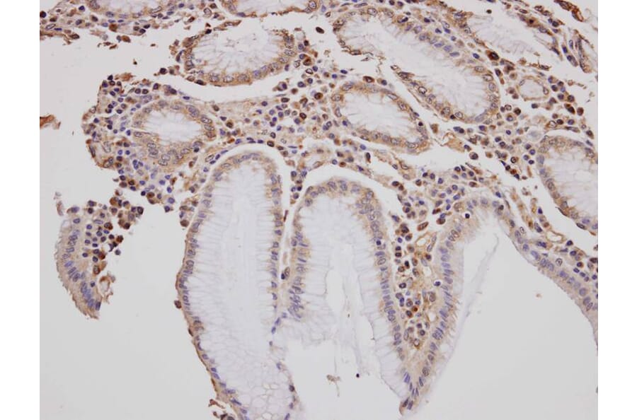Immunohistochemistry - GOLGA3 antibody from Signalway Antibody (22143) - Antibodies.com