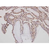 Immunohistochemistry - GOLGA3 antibody from Signalway Antibody (22143) - Antibodies.com