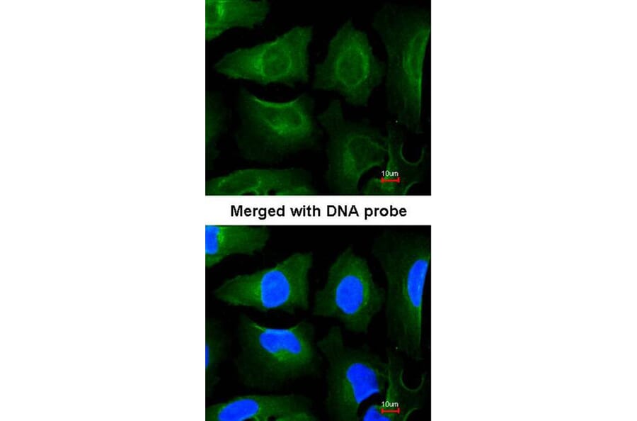 Immunofluorescence - GOLGA3 antibody from Signalway Antibody (22143) - Antibodies.com