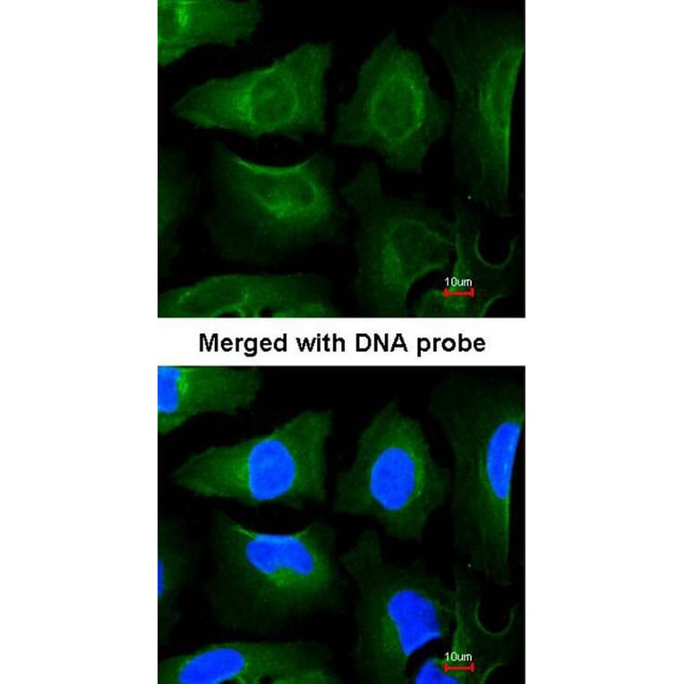 Immunofluorescence - GOLGA3 antibody from Signalway Antibody (22143) - Antibodies.com