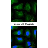 Immunofluorescence - GOLGA3 antibody from Signalway Antibody (22143) - Antibodies.com