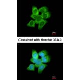 Immunofluorescence - AKR1C1 antibody from Signalway Antibody (22149) - Antibodies.com