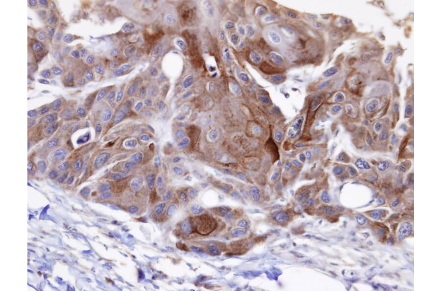 Immunohistochemistry - OSBPL6 antibody from Signalway Antibody (22195) - Antibodies.com