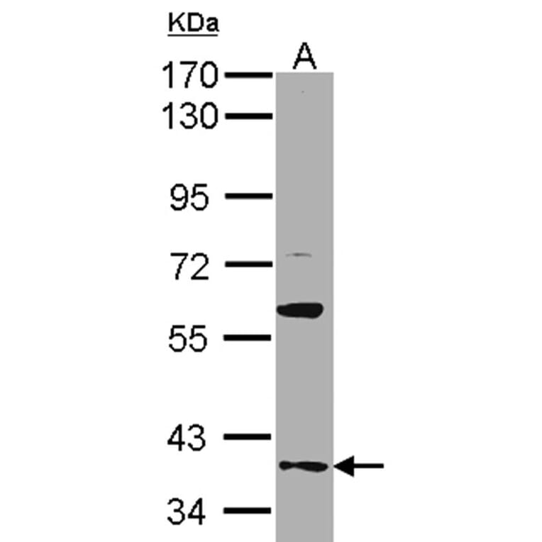 GAS2L1 antibody from Signalway Antibody (22212) - Antibodies.com