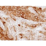 Immunohistochemistry - GAS2L1 antibody from Signalway Antibody (22212) - Antibodies.com