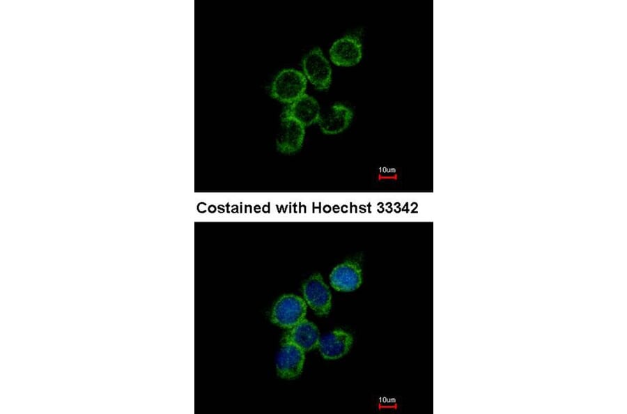 Immunofluorescence - GAS2L1 antibody from Signalway Antibody (22212) - Antibodies.com