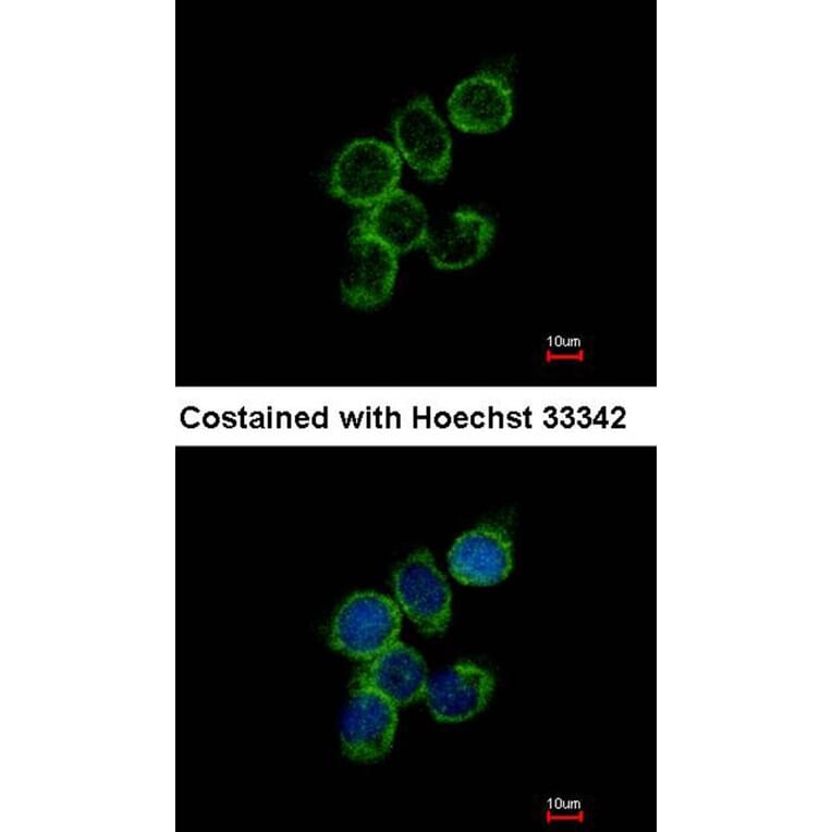 Immunofluorescence - GAS2L1 antibody from Signalway Antibody (22212) - Antibodies.com