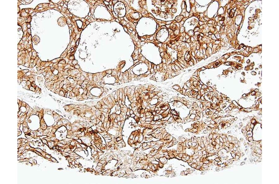 Immunohistochemistry - ALPPL2 antibody from Signalway Antibody (22318) - Antibodies.com
