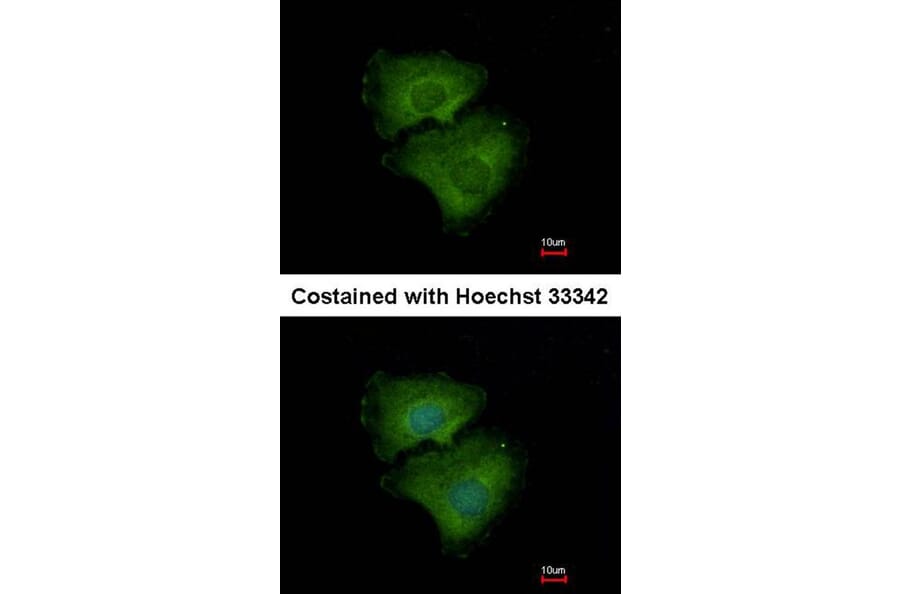 Immunofluorescence - ALPPL2 antibody from Signalway Antibody (22318) - Antibodies.com