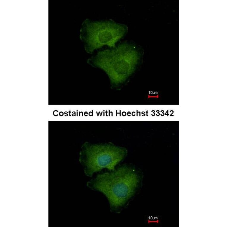 Immunofluorescence - ALPPL2 antibody from Signalway Antibody (22318) - Antibodies.com