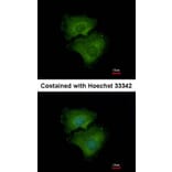 Immunofluorescence - ALPPL2 antibody from Signalway Antibody (22318) - Antibodies.com
