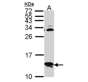 COX6B1 antibody from Signalway Antibody (22322) - Antibodies.com