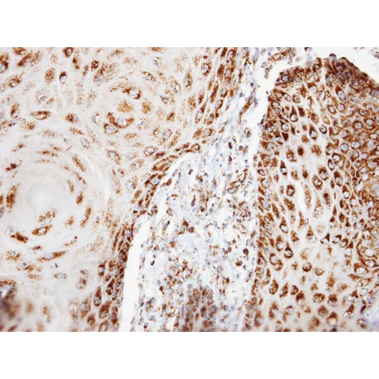 Immunohistochemistry - COX6B1 antibody from Signalway Antibody (22322) - Antibodies.com