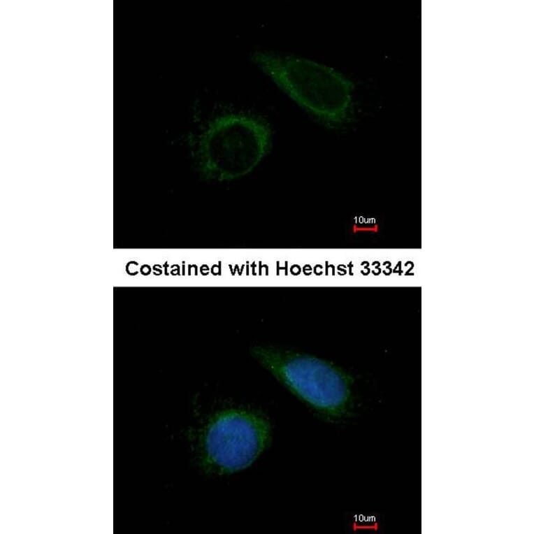 Immunofluorescence - COX6B1 antibody from Signalway Antibody (22322) - Antibodies.com