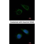 Immunofluorescence - COX6B1 antibody from Signalway Antibody (22322) - Antibodies.com