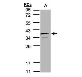 SCAMP3 antibody from Signalway Antibody (22327) - Antibodies.com