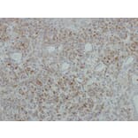 Immunohistochemistry - NDUFB5 antibody from Signalway Antibody (22342) - Antibodies.com