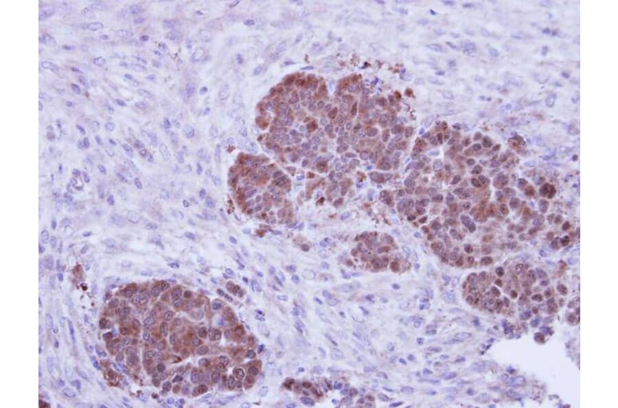 Immunohistochemistry - ZNF259 antibody from Signalway Antibody (22370) - Antibodies.com